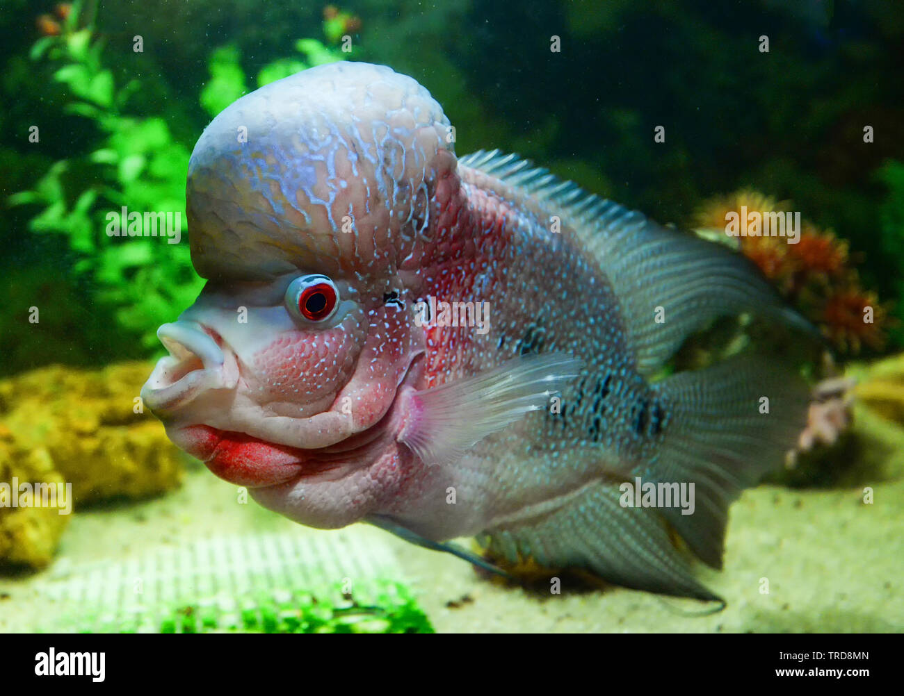 Crossbreed cichlid fish pet male beautiful flowerhorn swimming fish tank underwater aquarium Stock Photo