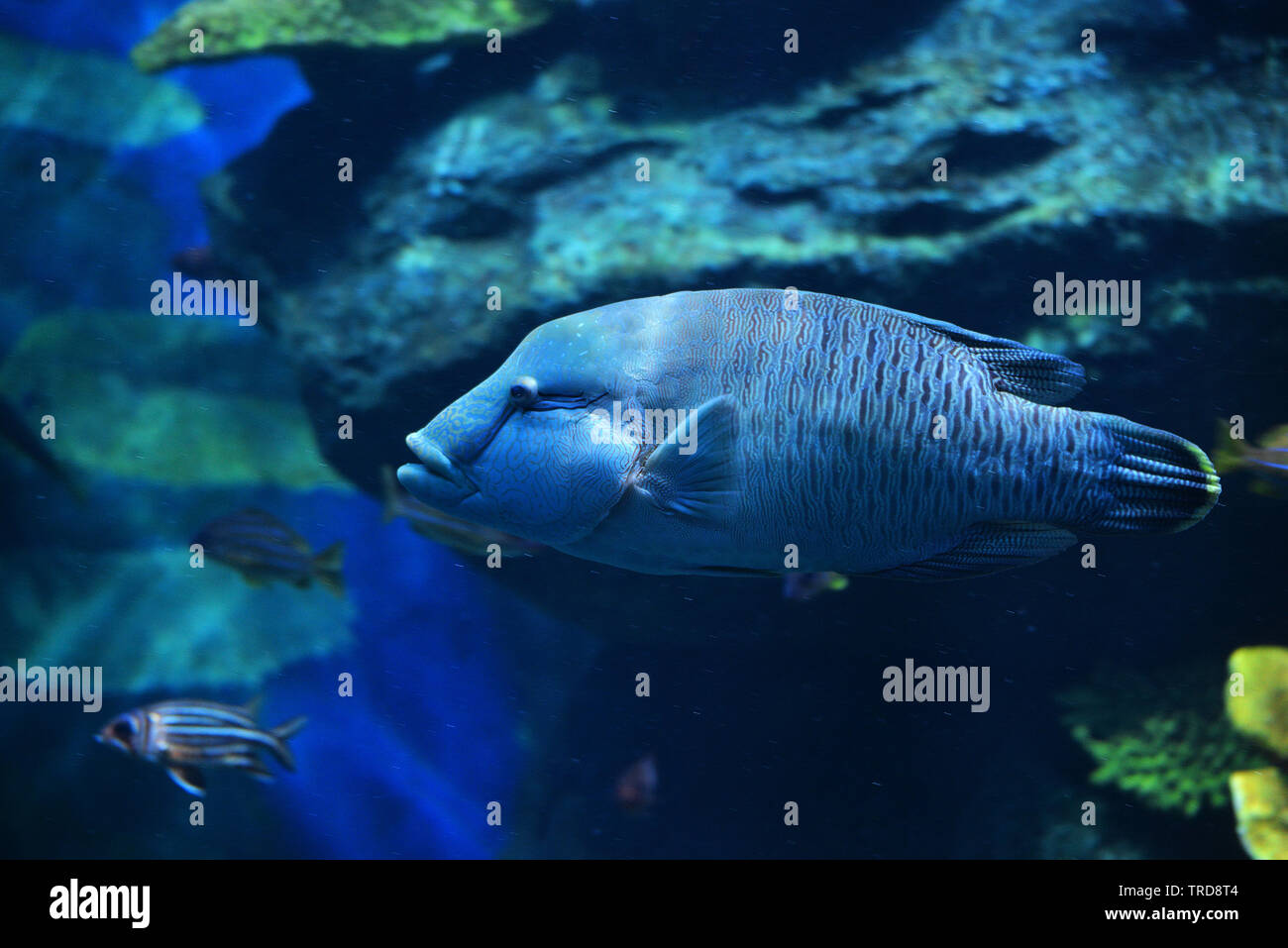 Humphead maori wrasse fish / Napoleon fish swimming marine life underwater ocean - Cheilinus undulatus Stock Photo