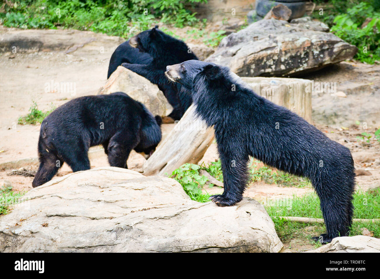 Asiatic black bear life near the water pool in the national park Stock Photo