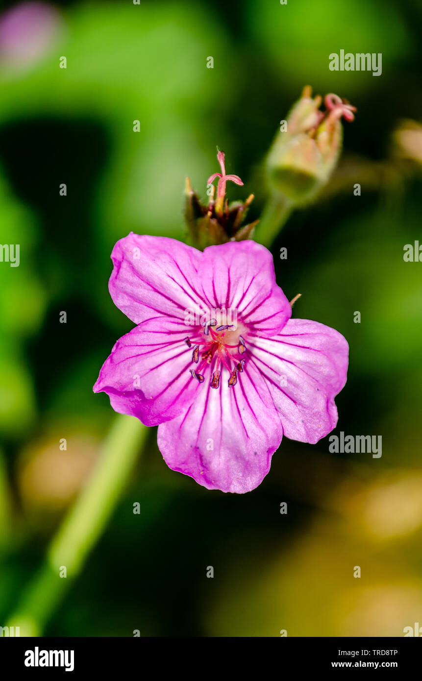 Sticky Purple Geranium At Turnbull National Wildlife Refuge Stock Photo