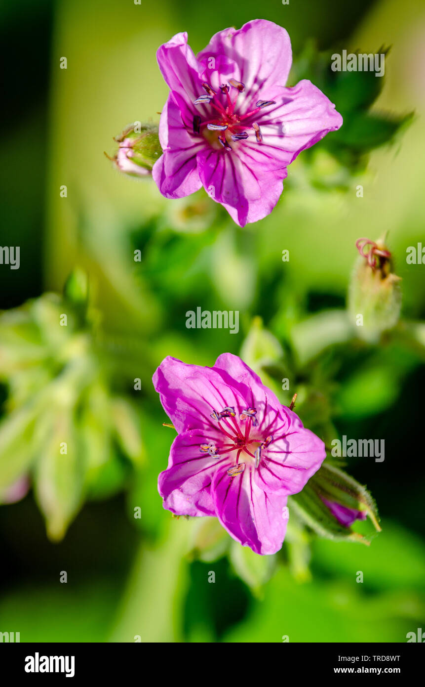 Sticky Purple Geranium At Turnbull National Wildlife Refuge Stock Photo