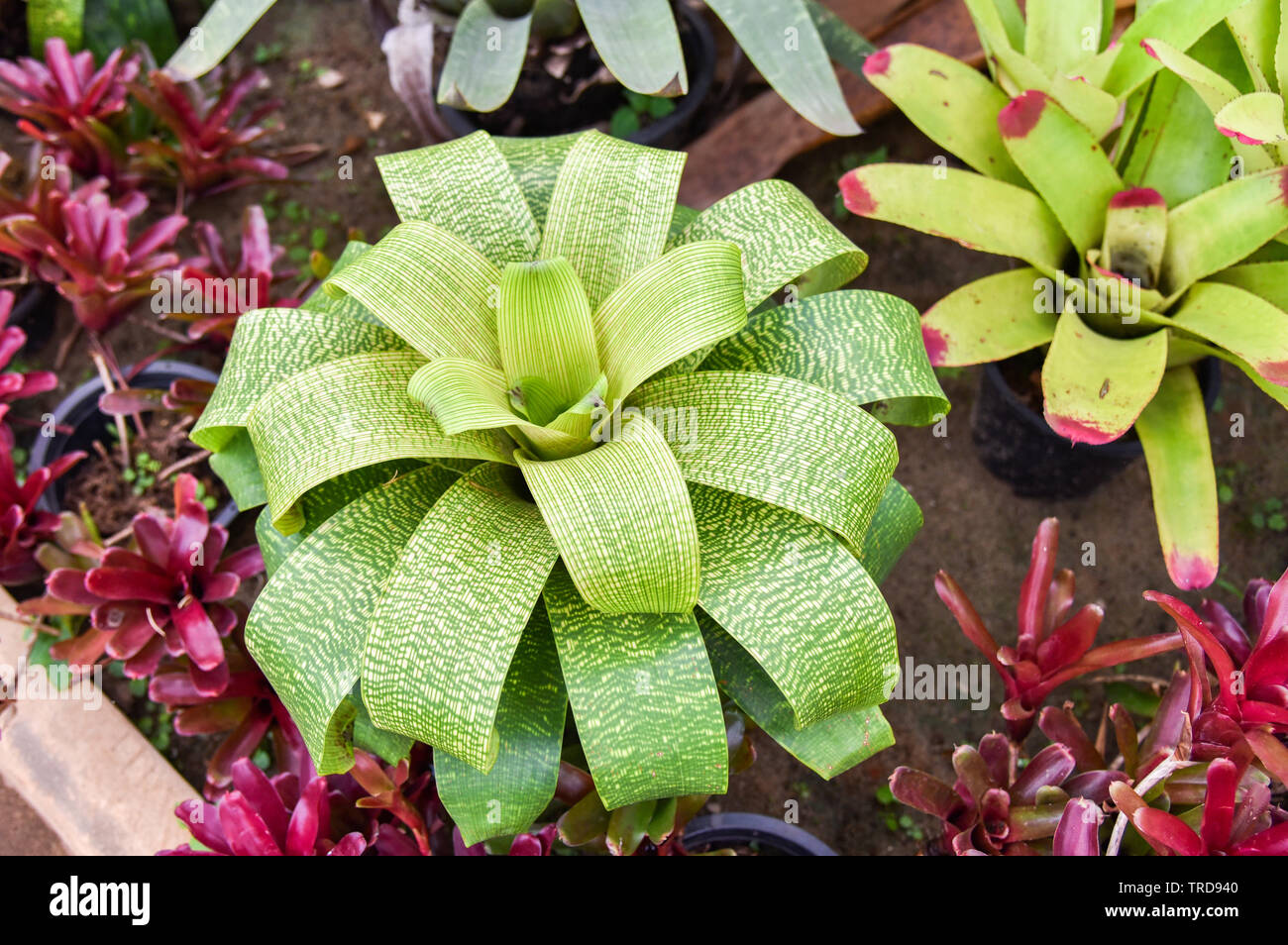 The garden with beautiful green leaves plant of bromeliad flower blooming Stock Photo