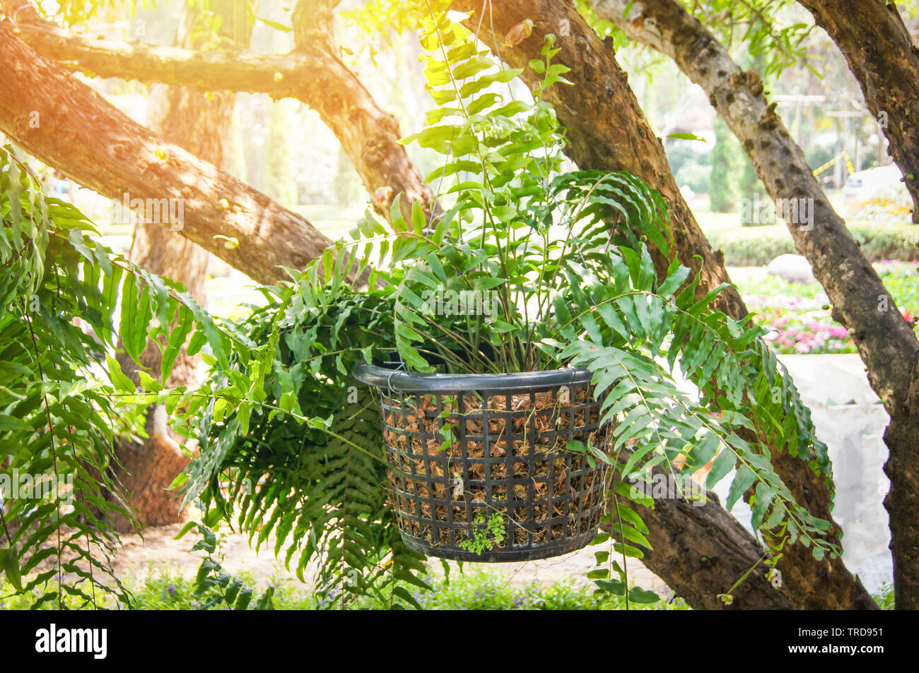 Green fern in pot hang on the tree decorate in the garden Stock Photo