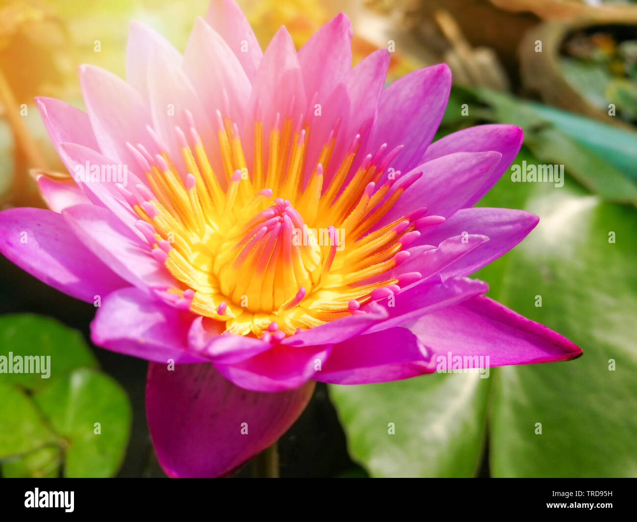 Purple water lily flower blooming in the lotus pond with sunlight in ...