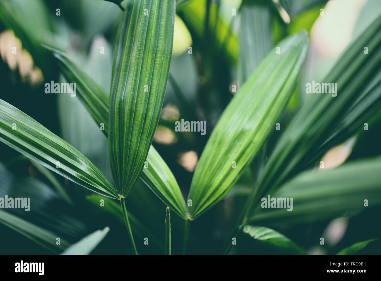 palm leaves tropical plant close up green leaf in the jungle foliage ...
