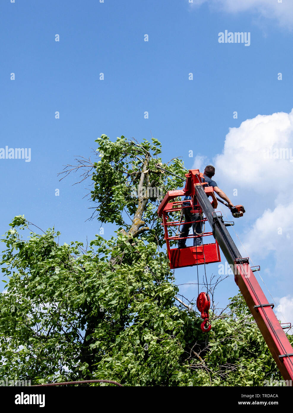 Tree pruning and sawing by a man with a chainsaw are standing on the