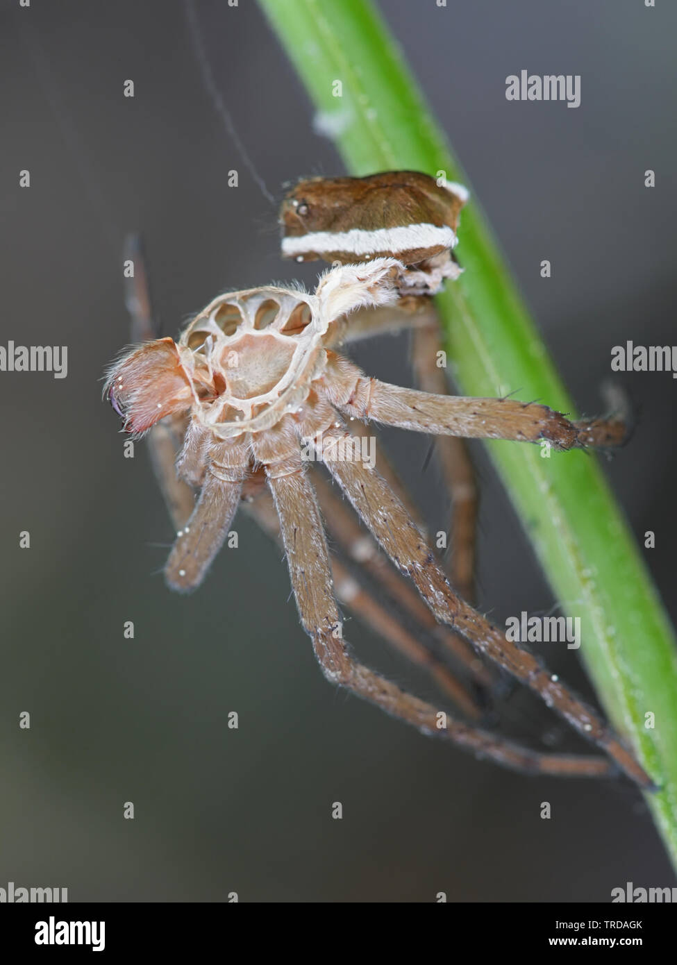 Shed skin of raft spider, Dolomedes fimbriatus Stock Photo