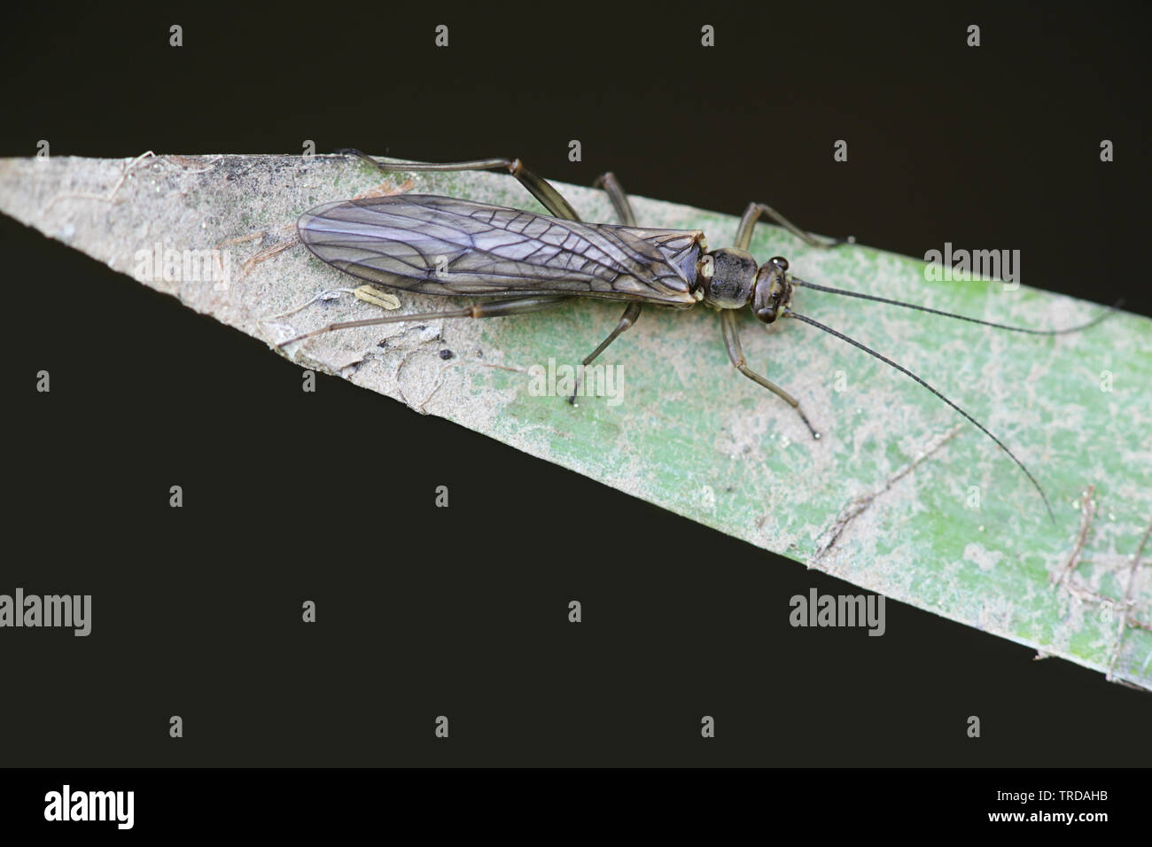 Nemoura cinerea, known as spring stonefly or brown stoneflies. Fly fishermen often refer to these insects as tiny winter blacks. Stock Photo