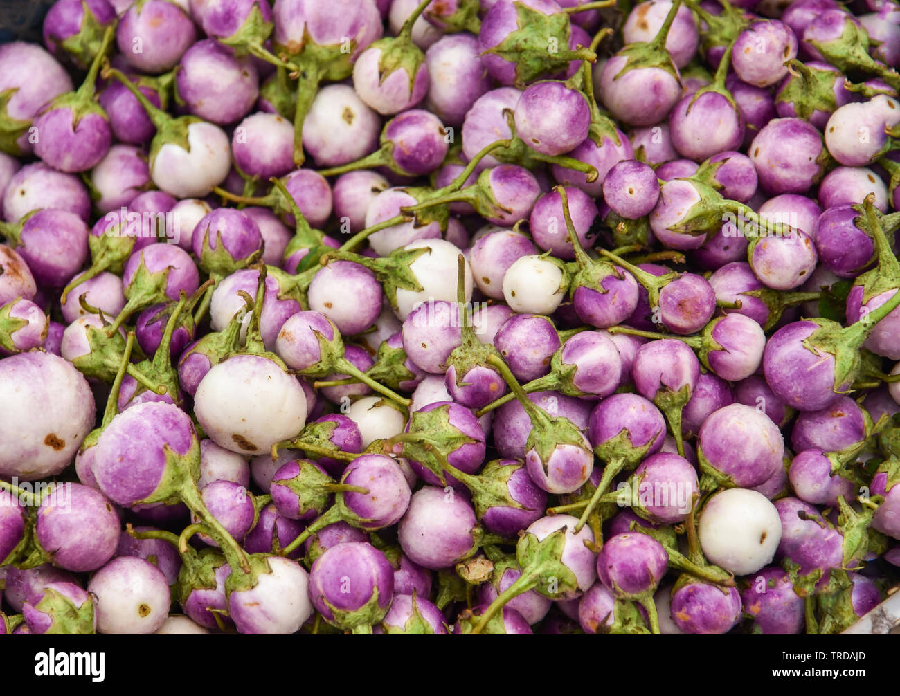 Eggplant purple background in the vegetable market / Thai eggplant asia