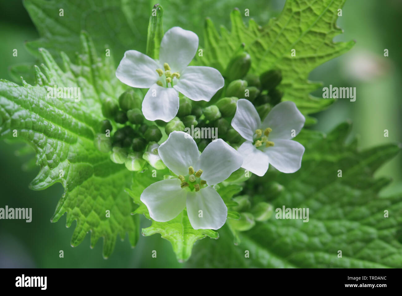 Alliaria petiolata, known as jack-by-the-hedge,  garlic mustard, garlic root, hedge garlic, sauce-alone, jack-in-the-bush, penny hedge and poor man's Stock Photo