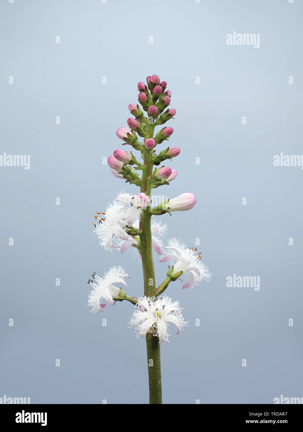 Menyanthes trifoliata, known as bogbean, Buckbean, Bog Bean, Buck Bean
