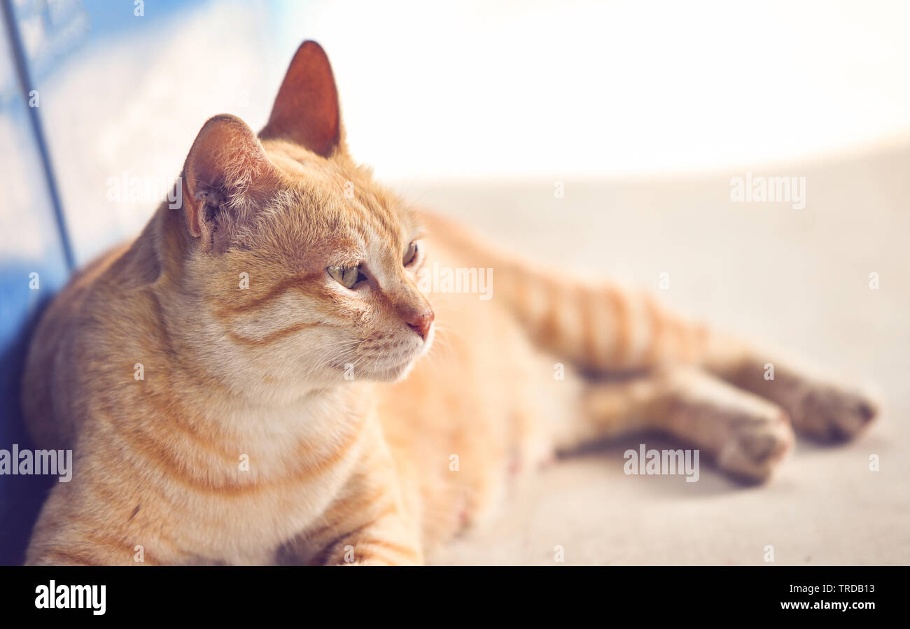 Orange tabby cat lying on floor / Asia cat Stock Photo - Alamy