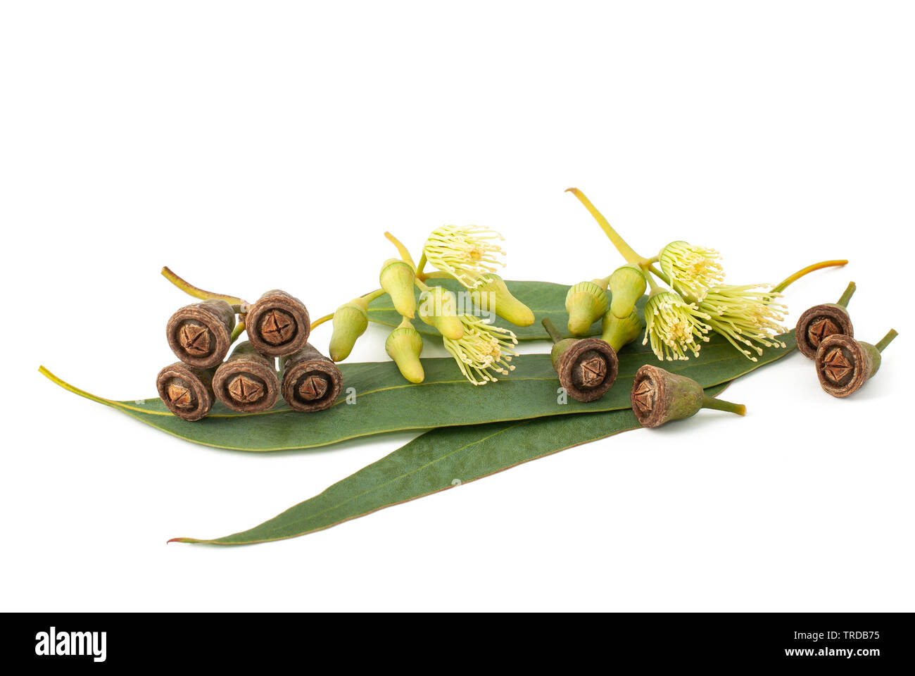 Eucalyptus leaves hires stock photography and images Alamy