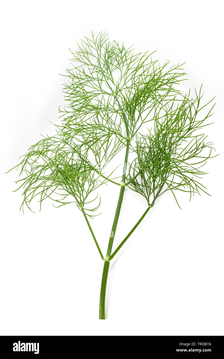 Fresh wild fennel branch isolated on white background Stock Photo