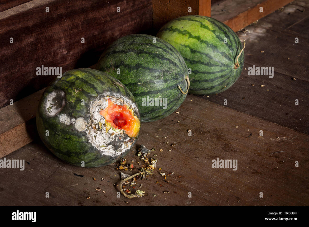 Rotten watermelon on wood Stock Photo