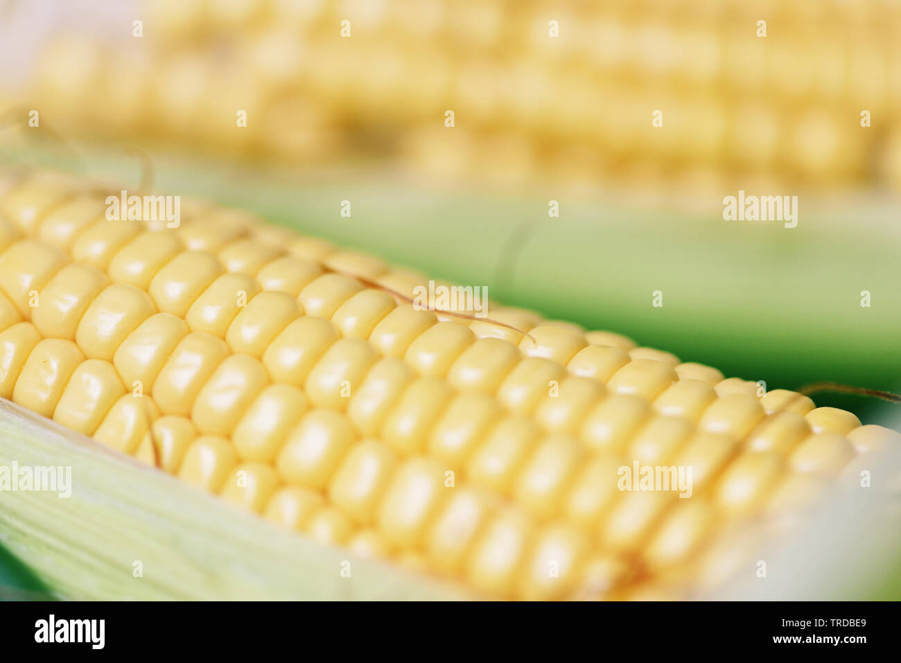 Corn on cobs and sweet corn ears on background close up Stock Photo