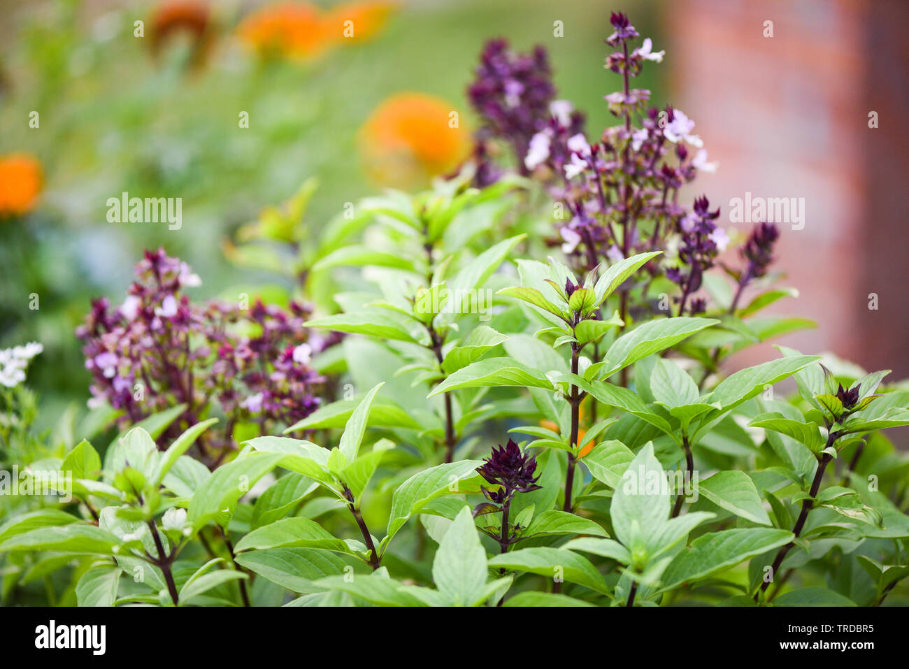 Fresh basil plant tree on nature background / Green leaf and purple ...