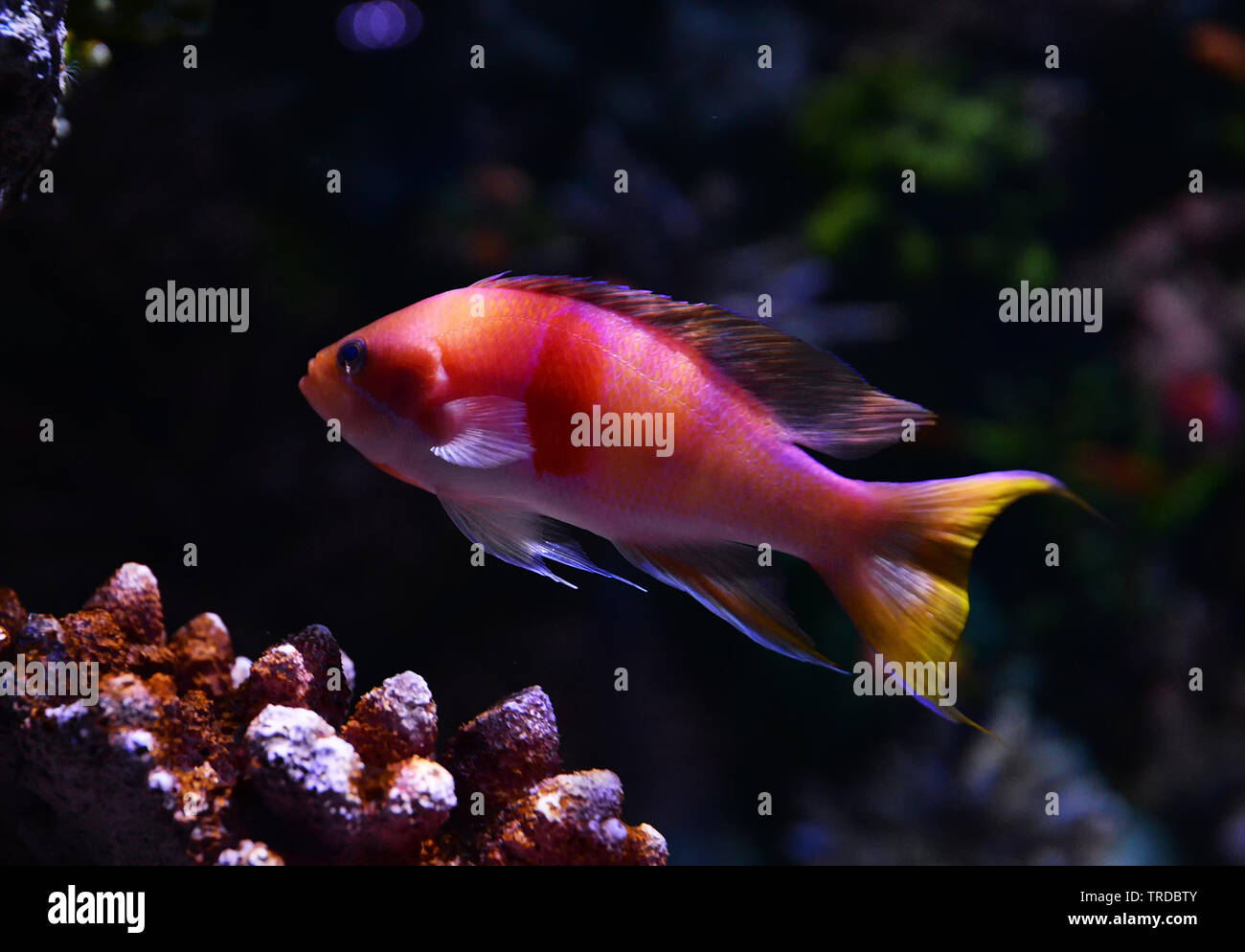 Cichlid fish colorful swimming fish tank underwater aquarium Stock Photo