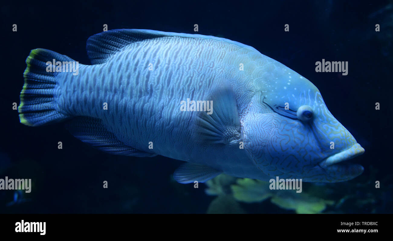 Humphead maori wrasse fish / Napoleon fish swimming marine life underwater ocean (Cheilinus undulatus) Stock Photo