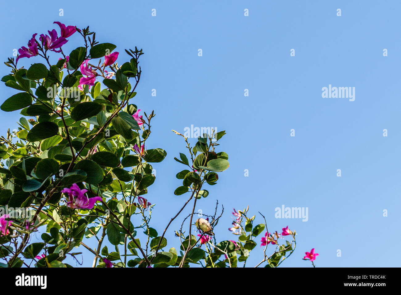 The orchid tree (Bauhinia purpurea L.) on the background of blue sky. With space. Bali, Indonesia, Stock Photo