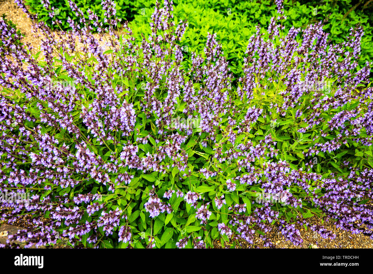 Sage Herb Plant (Salvia officinalis) with pollinators Stock Photo