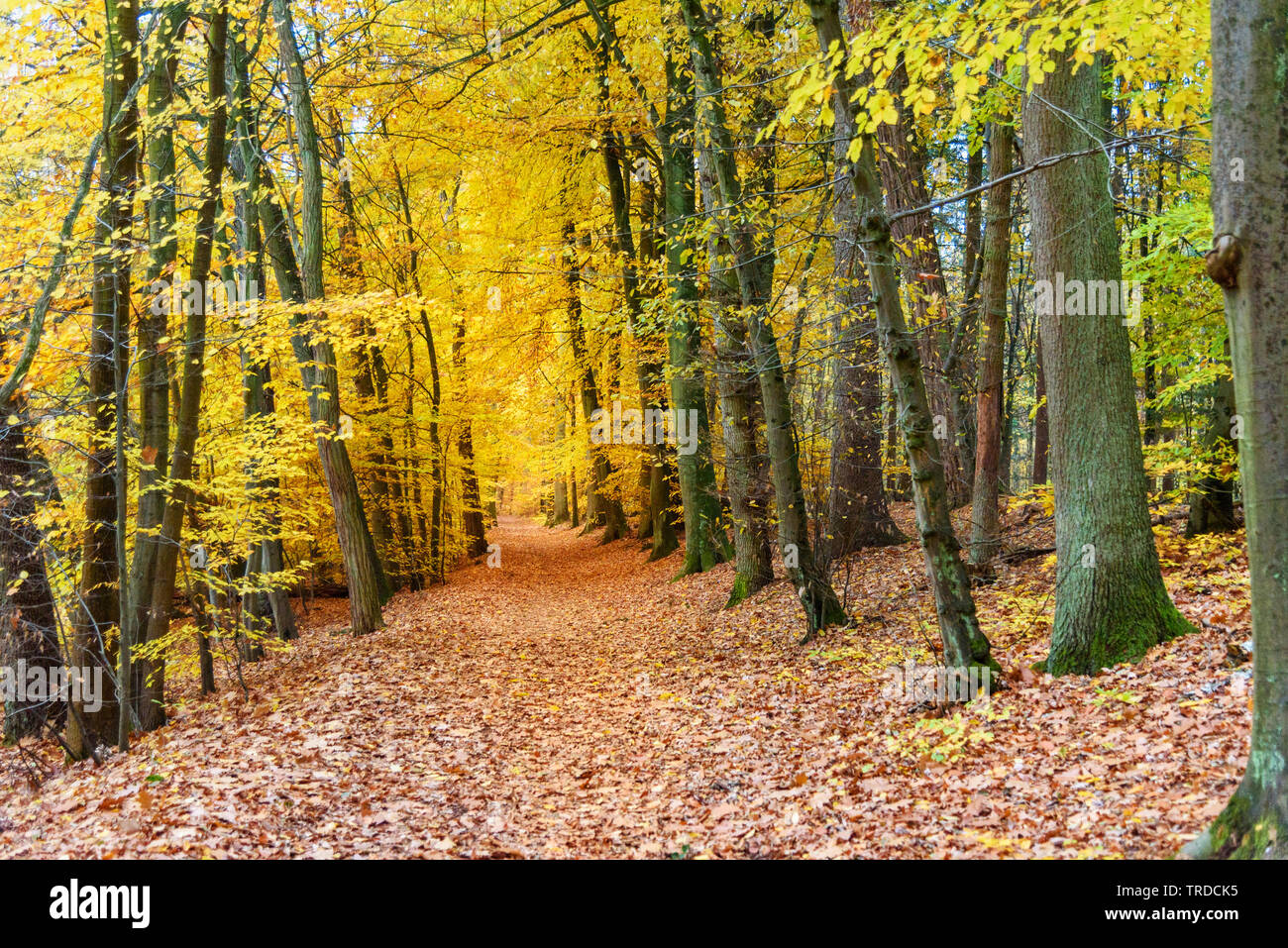 Colorful autumn forest in Germany Stock Photo - Alamy
