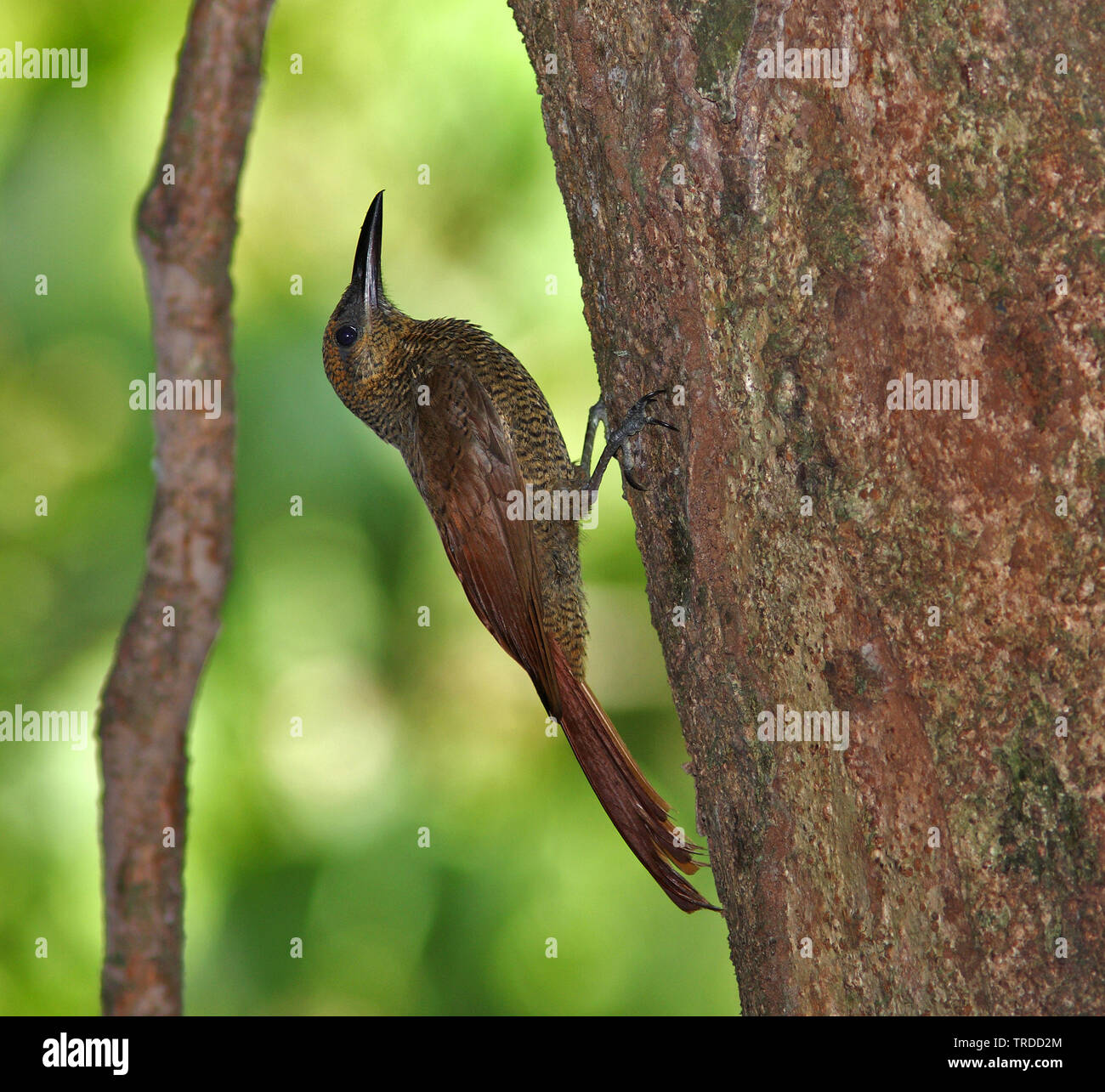 Northern barred woodcreeper (Dendrocolaptes sanctithomae), Suedamerika Stock Photo