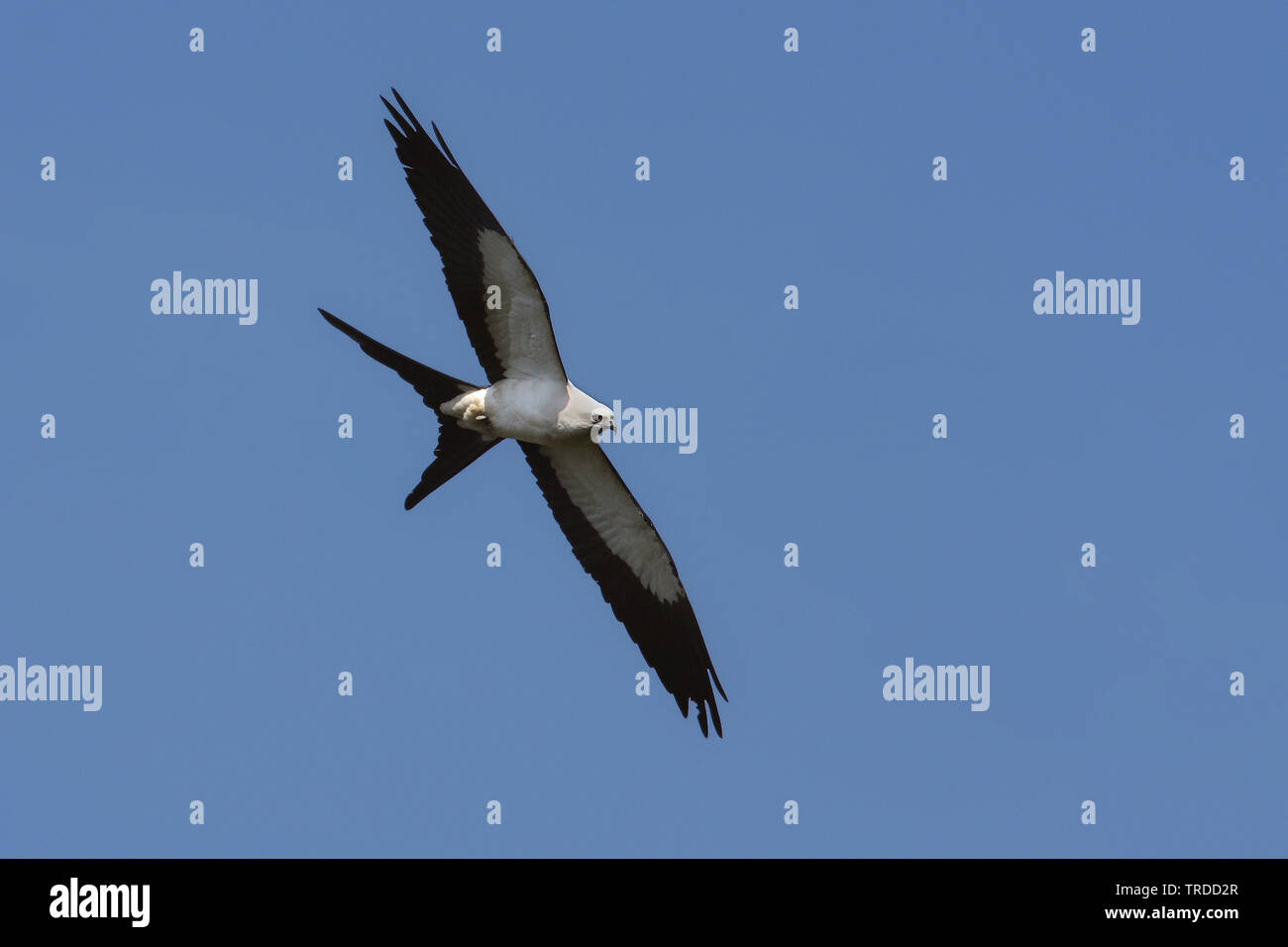 swallowtailed kite (Elanoides forficatus), flying, South America Stock