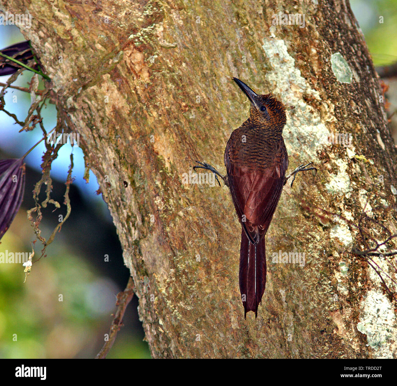 Northern barred woodcreeper (Dendrocolaptes sanctithomae), South America Stock Photo