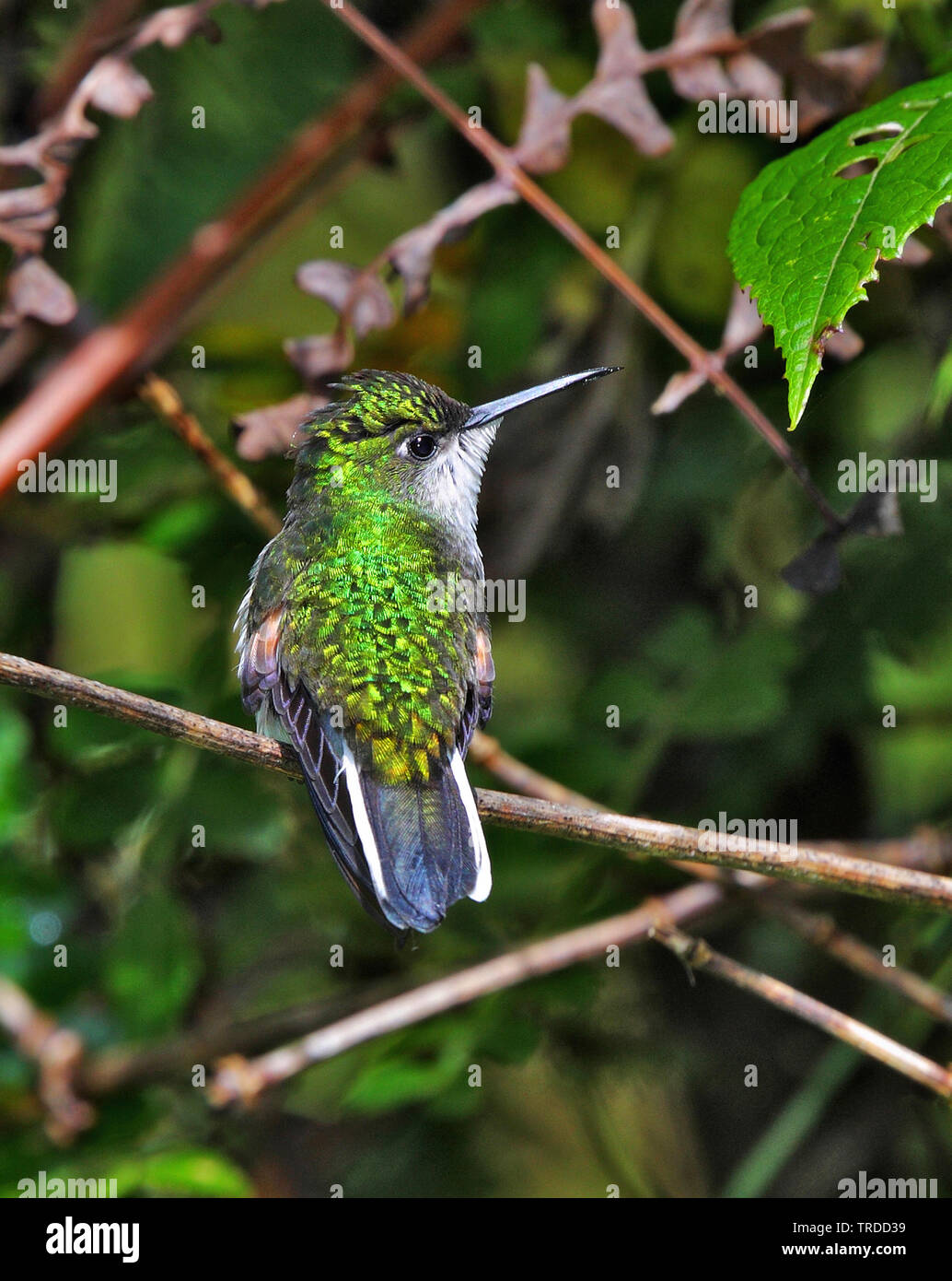 stripe-tailed hummingbird (Eupherusa eximia), female, South America Stock Photo
