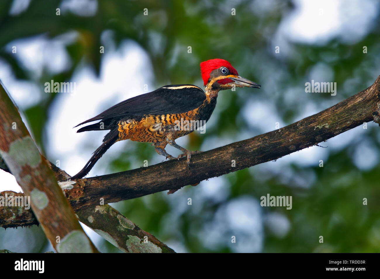Lineated Woodpecker (Hylatomus lineatus, Dryocopus lineatus), Suedamerika Stock Photo