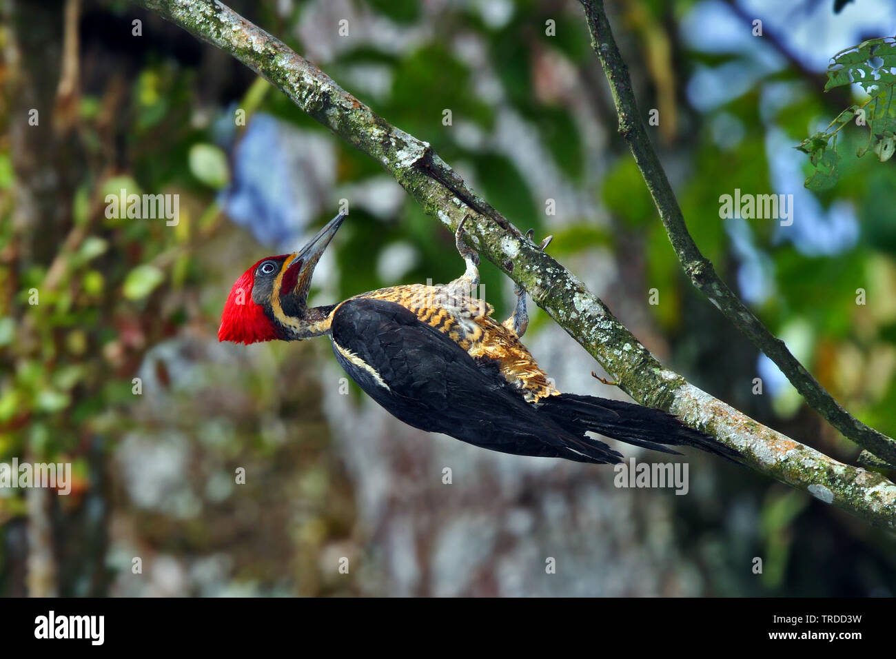 Lineated Woodpecker (Hylatomus lineatus, Dryocopus lineatus), South America Stock Photo