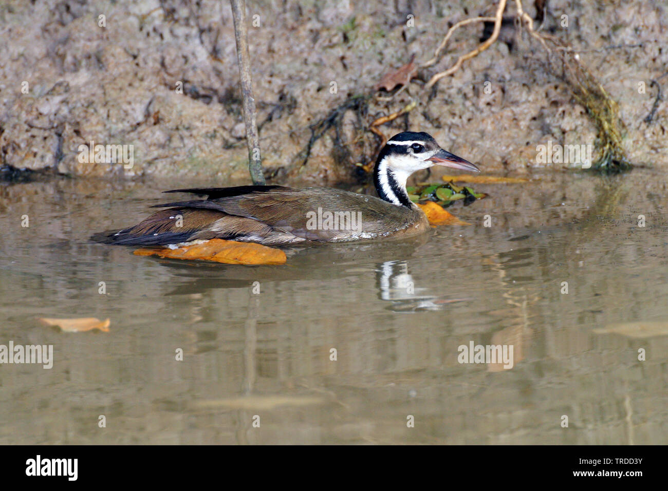 American finfoot (Heliornis fulica), South America Stock Photo