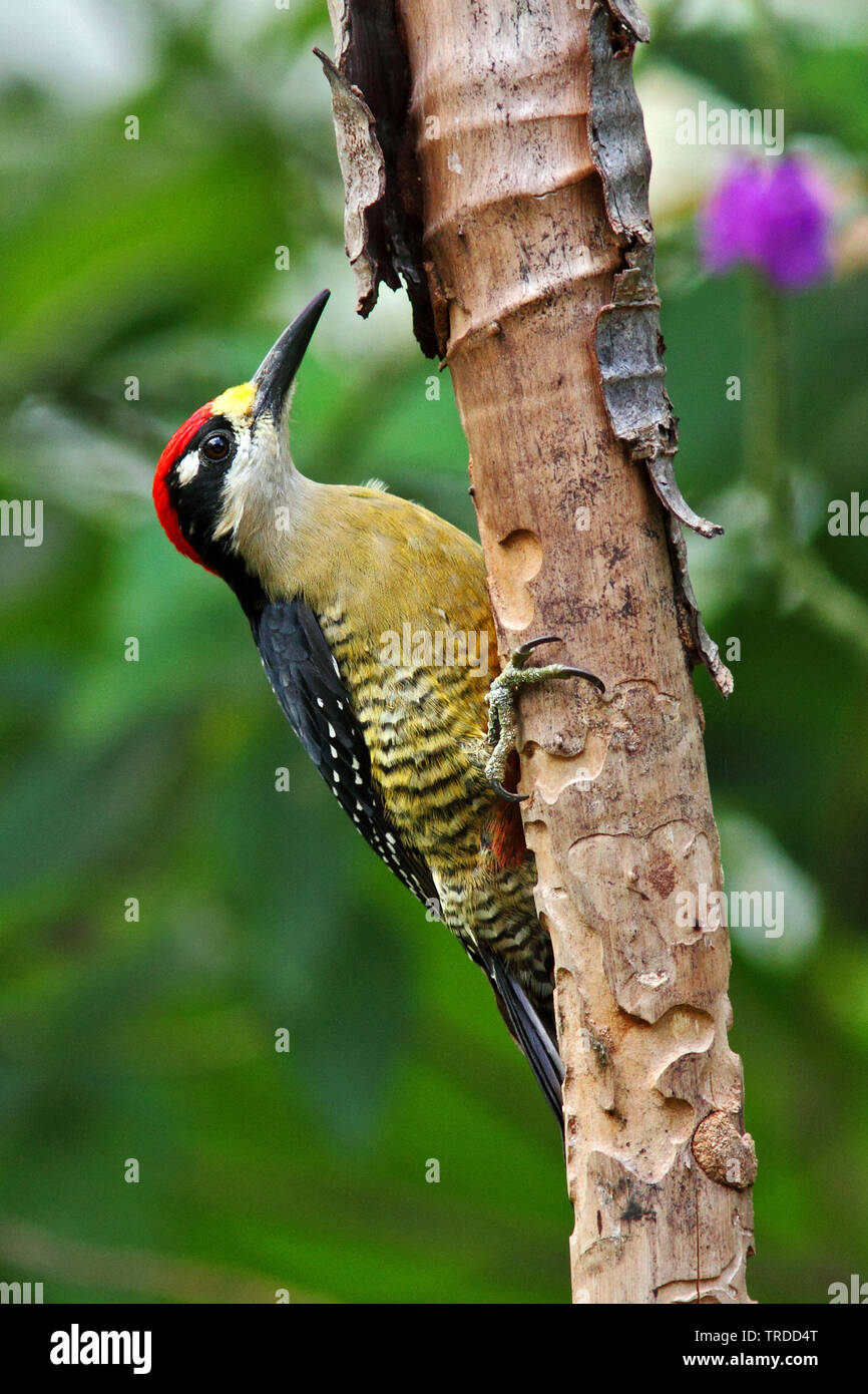 black-cheeked woodpecker (Melanerpes pucherani), Suedamerika Stock Photo