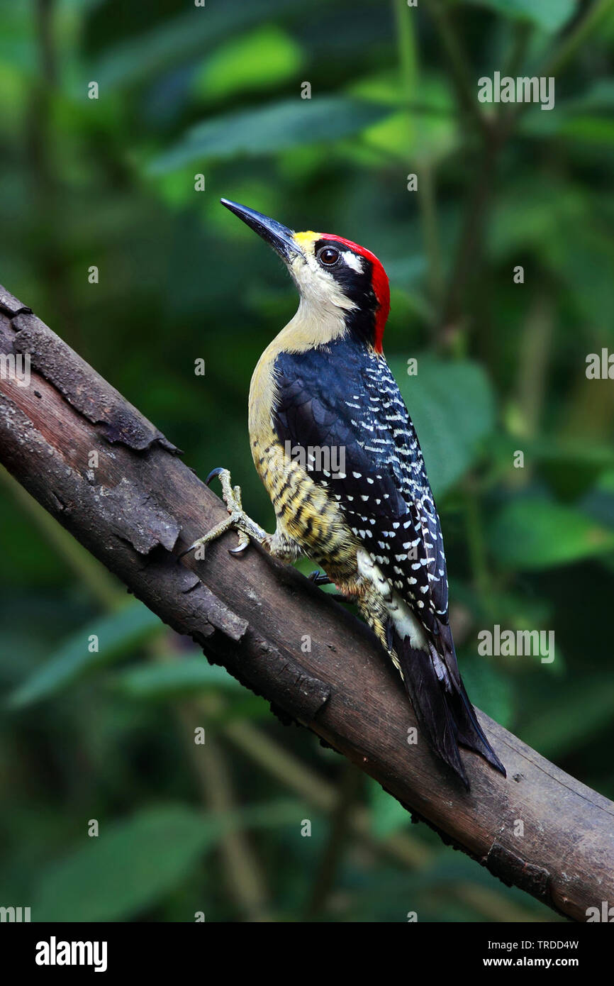black-cheeked woodpecker (Melanerpes pucherani), Suedamerika Stock Photo