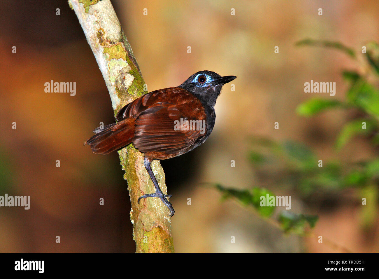 chestnut-backed antbird (Myrmeciza exsul), South America Stock Photo