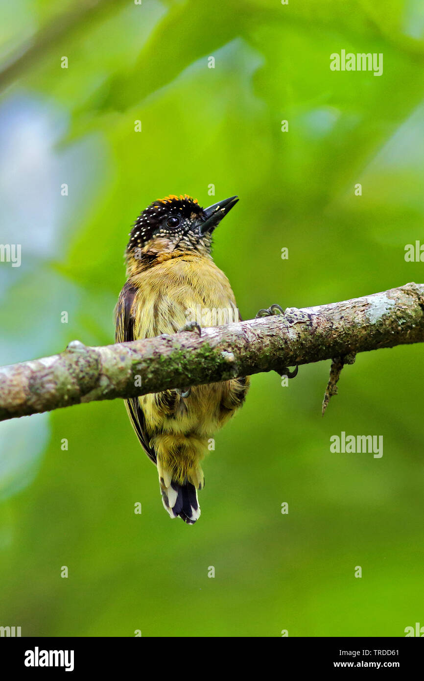 olivaceous piculet (Picumnus olivaceus), South America Stock Photo