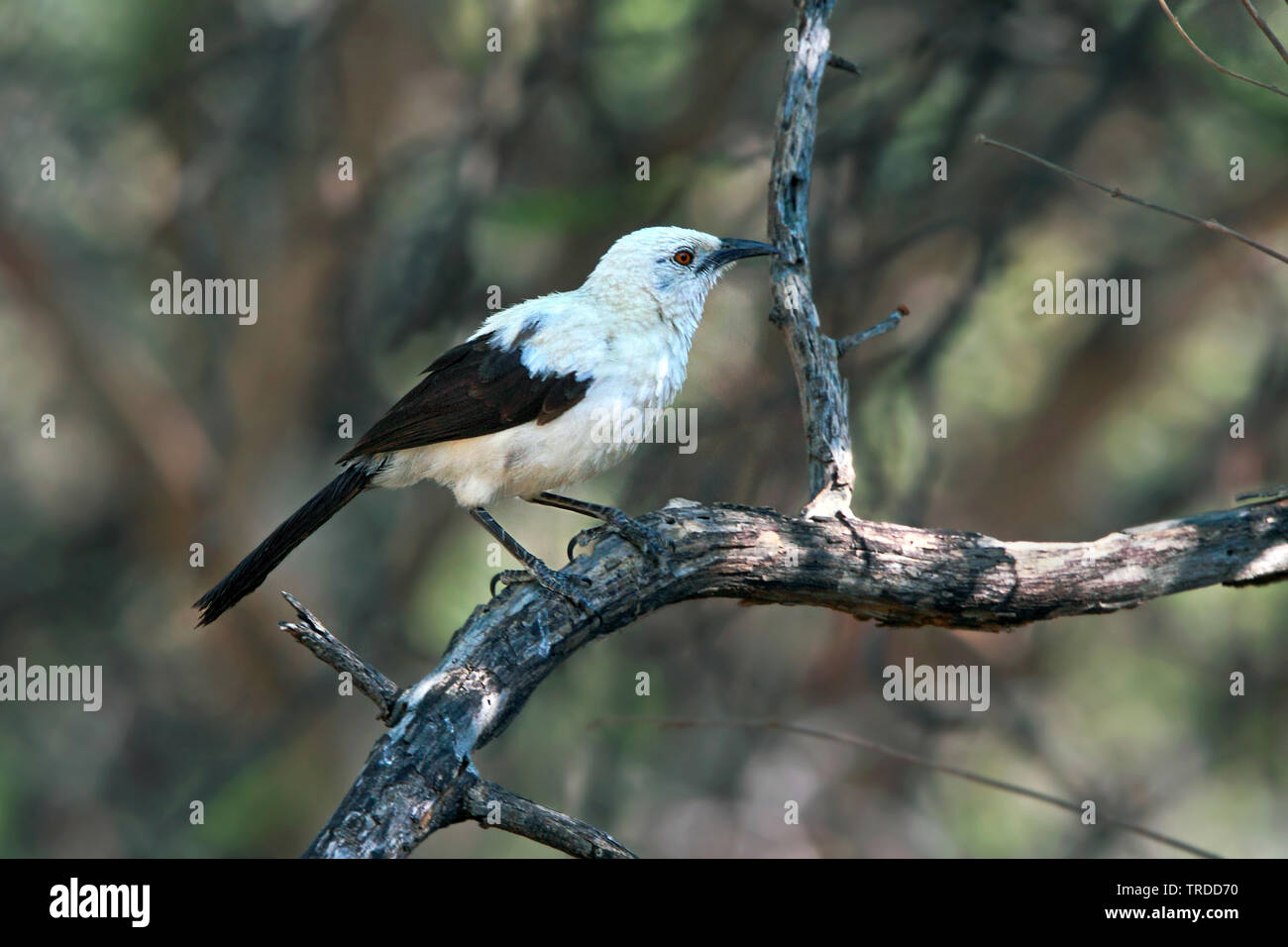pied babbler (Turdoides bicolor), perched in African bush, South Africa Stock Photo