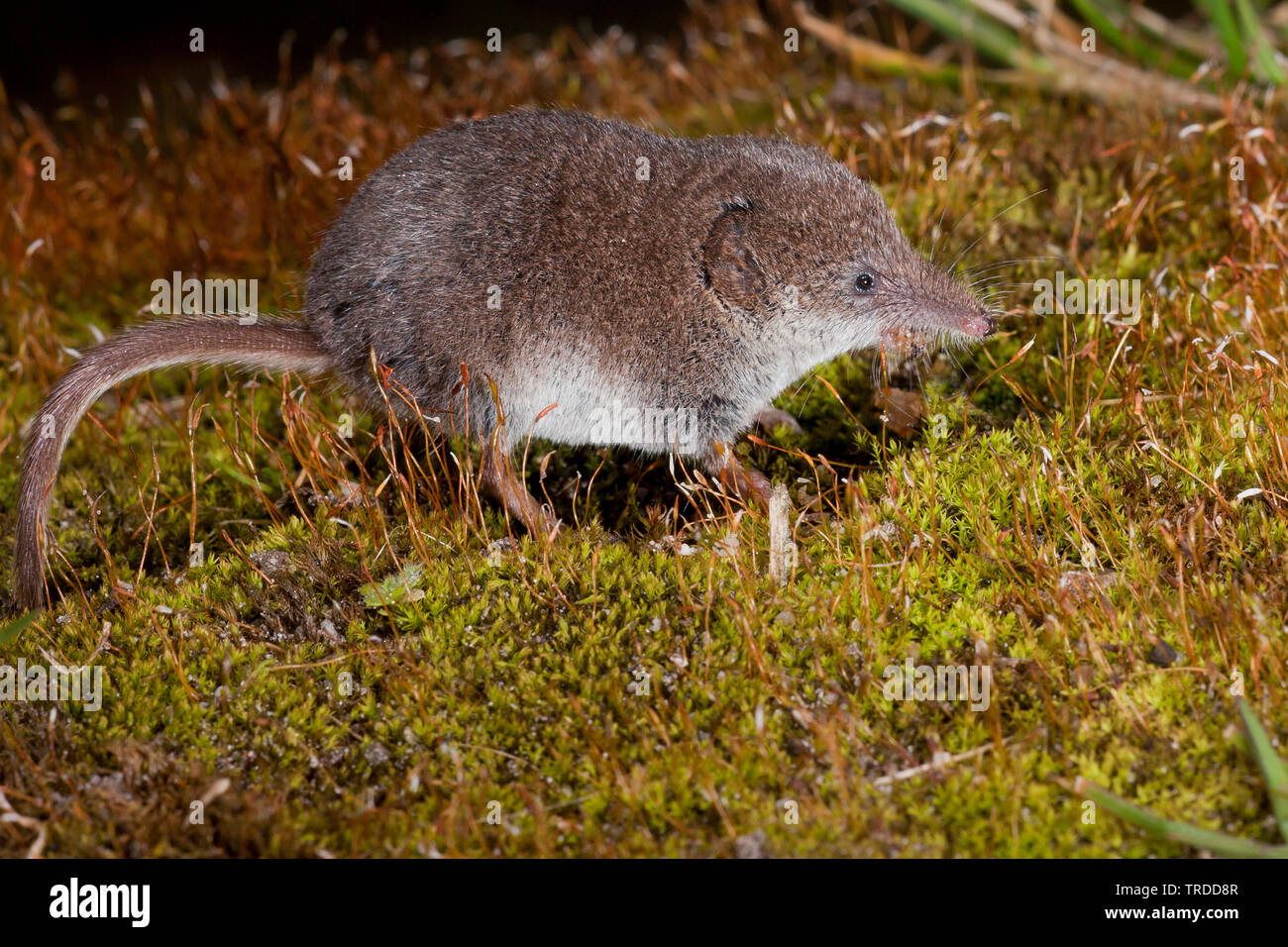 Pygmy shrew hires stock photography and images Alamy