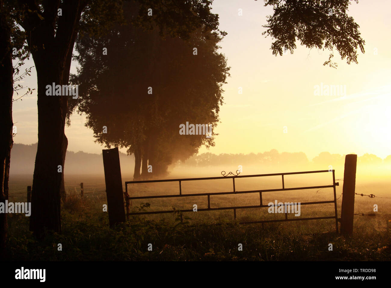 Fog trees silhouette hi-res stock photography and images - Alamy