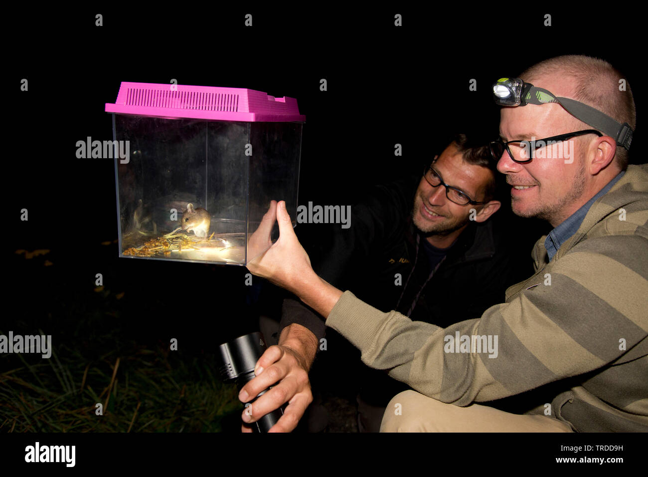 wood mouse, long-tailed field mouse (Apodemus sylvaticus), naturalists looking at a wood mouse in an insect box, Netherlands Stock Photo