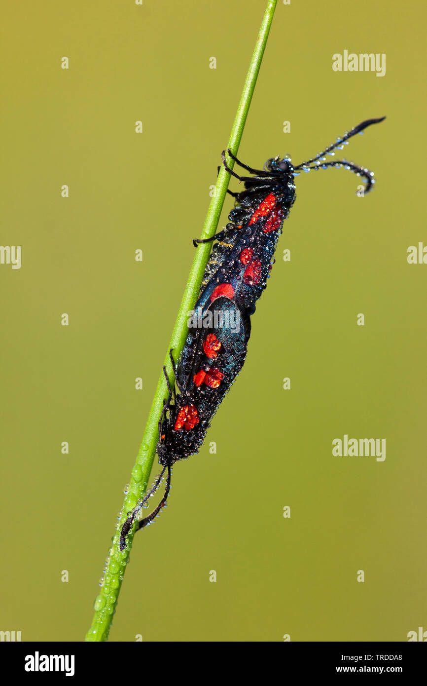 Six-spot burnet (Zygaena filipendulae, Anthrocera filipendulae), France Stock Photo