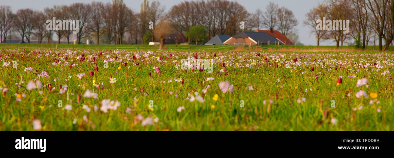 common fritillary, snake's-head fritillaria (Fritillaria meleagris), blooming meadow, Netherlands Stock Photo