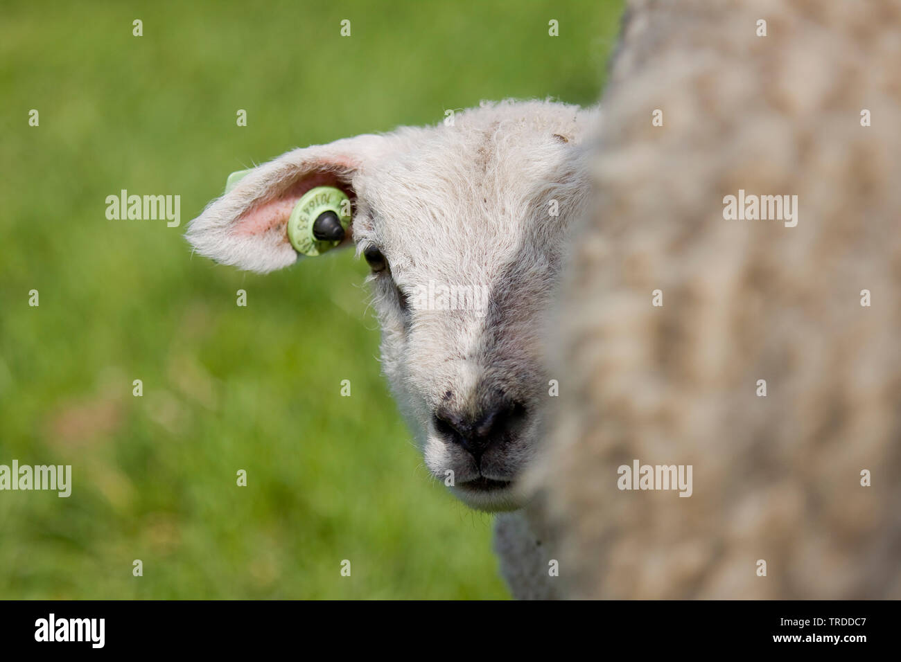 Texel sheep (Ovis ammon f. aries), lamb peering behind its mother, Netherlands, Texel Stock Photo
