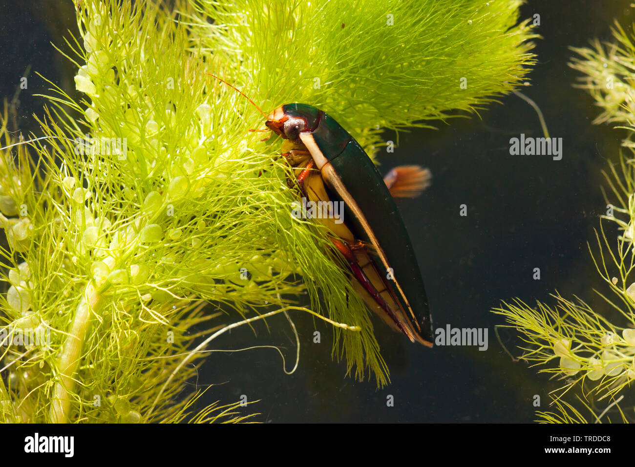 Diving Beetle (Cybister lateralimarginalis, Scaphinectes lateralimarginalis), in aquatic plant, Netherlands Stock Photo