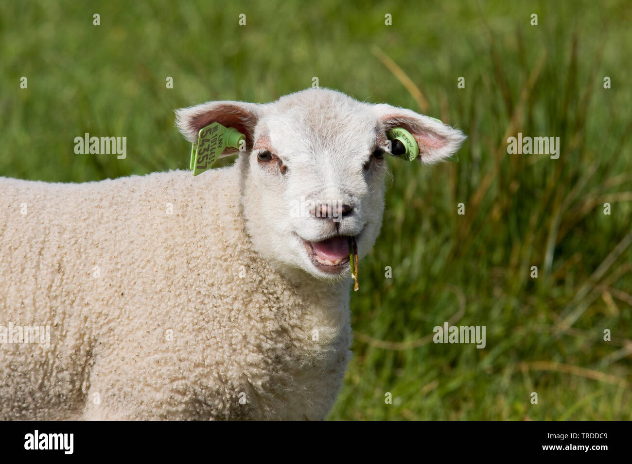 Texel sheep (Ovis ammon f. aries), bleating lamb, Netherlands, Texel Stock Photo