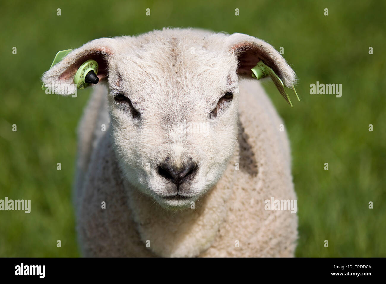 Texel sheep (Ovis ammon f. aries), lamb standing on a pasture, portrait, Netherlands, Texel Stock Photo