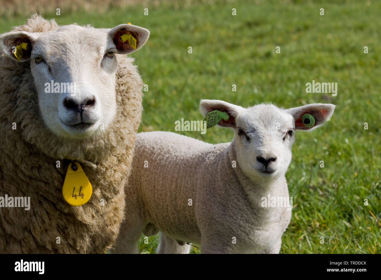 Texel sheep (Ovis ammon f. aries), with lamb, Netherlands, Texel Stock Photo