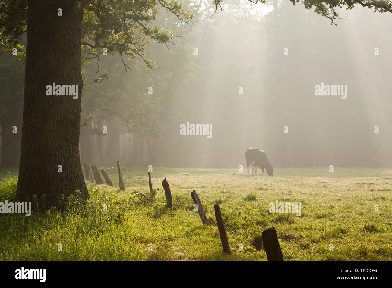 domestic cattle (Bos primigenius f. taurus), grazing on a pasture at forest edge, Netherlands, Landgoed Eerde Stock Photo