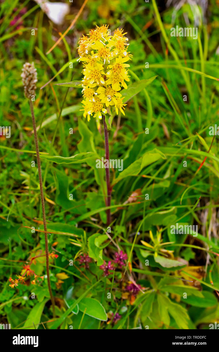 goldenrod, golden rod (Solidago virgaurea), blooming, Italy, North Rhine-Westphalia Stock Photo